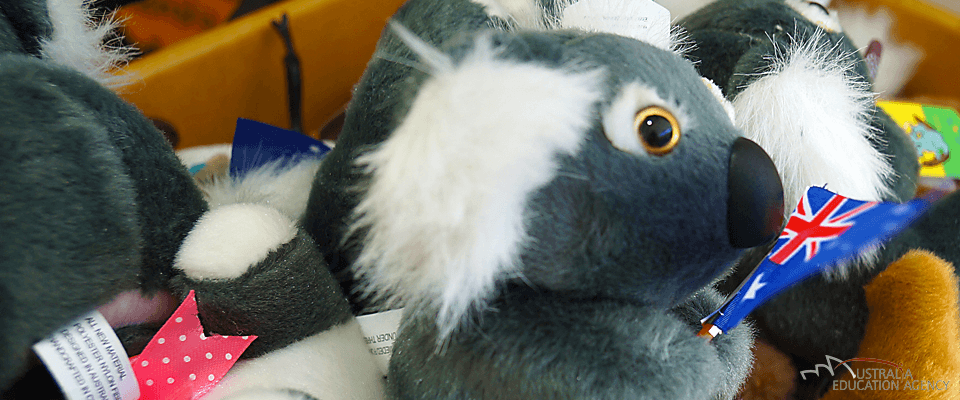 Koala als Souvenir für AuPairs in Australien Koala als Souvenir für AuPairs in Australien